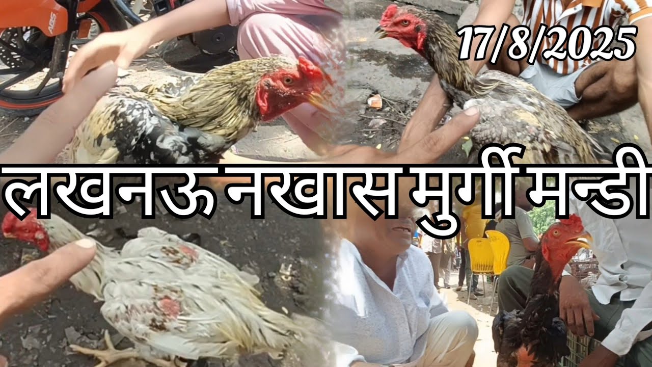 Lucknow Nakhas murga mandi pets and animals market||17/8/2025||