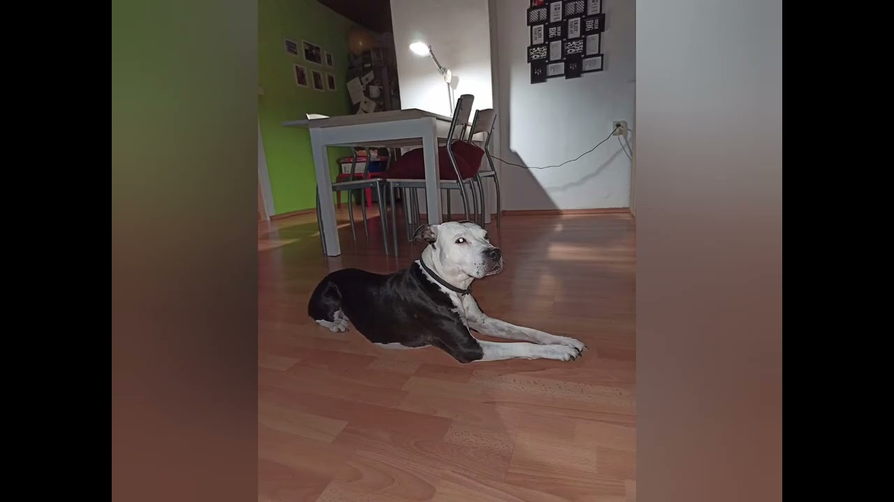 Roxy ❤️
