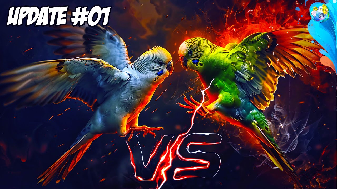 What's the Real Reason Behind Budgie Aggression?