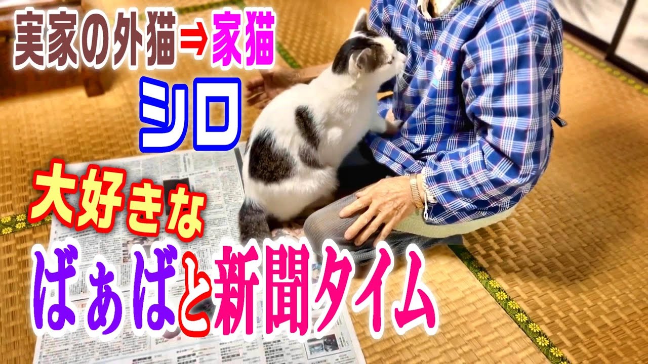 【猫の新聞タイム】大好きなばぁばに寄り添っていたらこうなった【オリジナル曲】#cat#外猫#家猫#抱っこ
