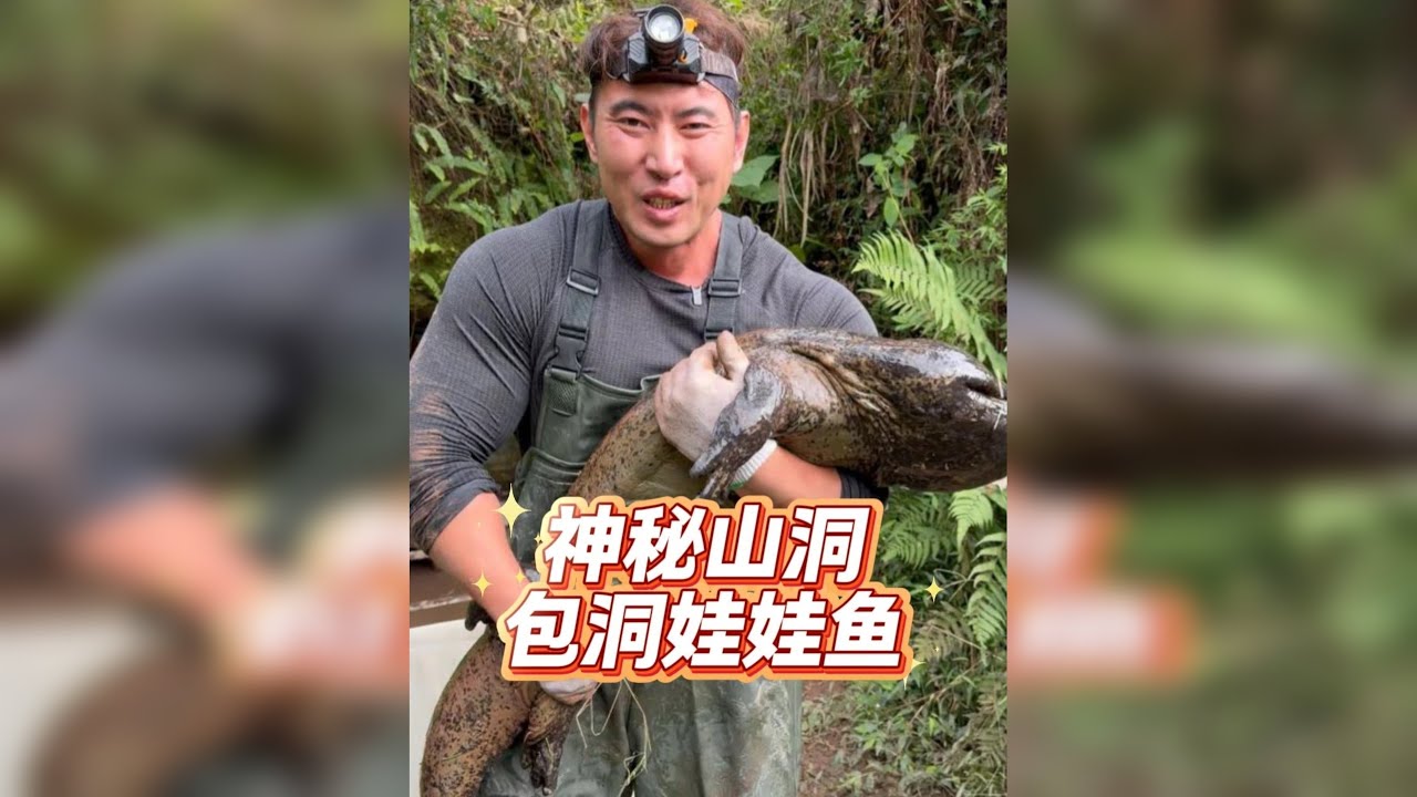 山洞里面的神秘大鱼！兄弟们，金色娃娃鱼你们有没有见过！