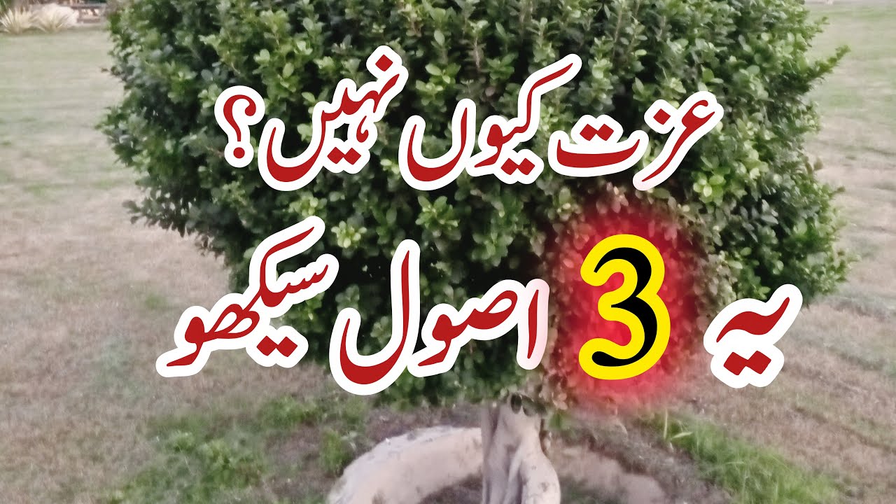 How to Earn Respect Fast | 3 Simple Rules That Change People’s Behavior | Our Naimat Family