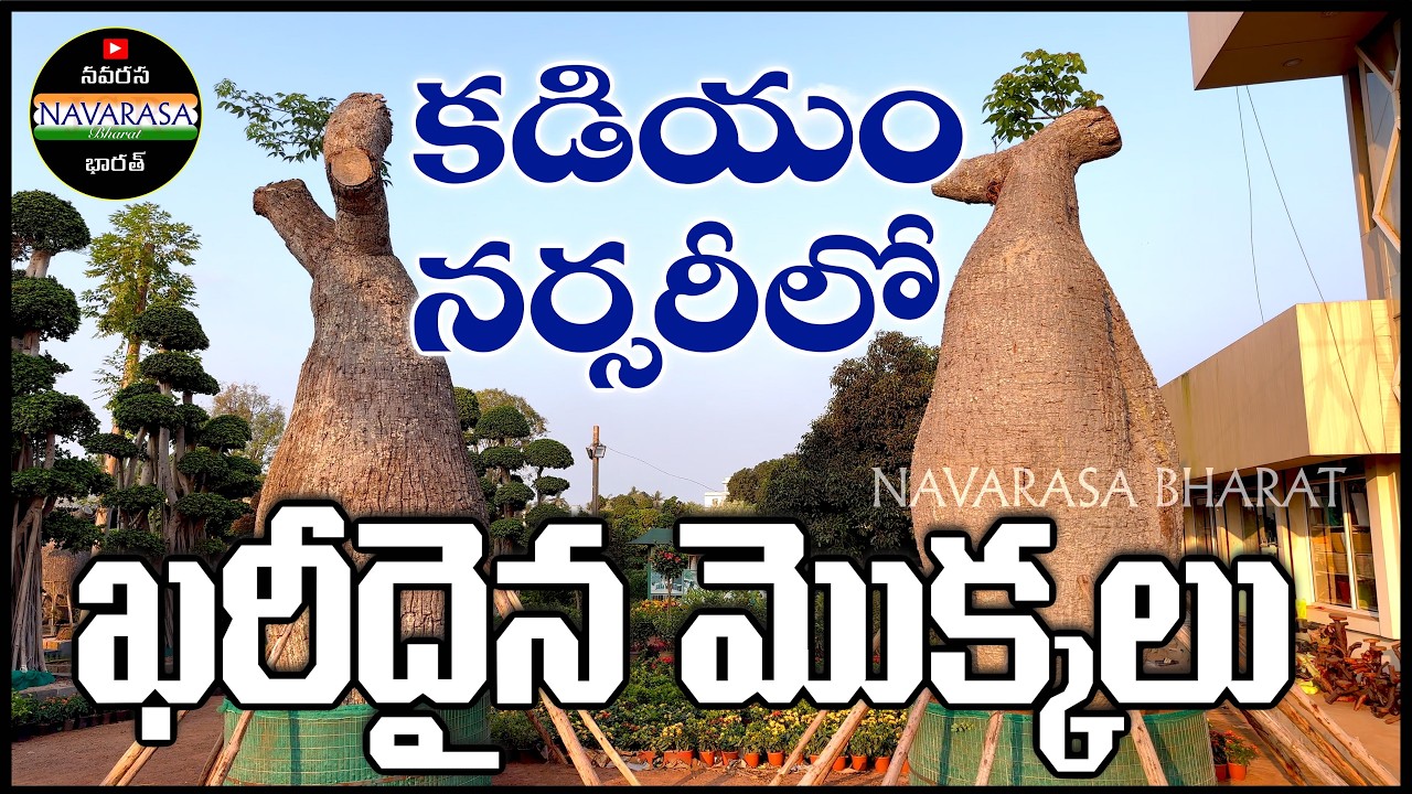 Kadiyam nursery | కడియం నర్సరీ | Kadiyam nursery plants | costly plant | old trees 