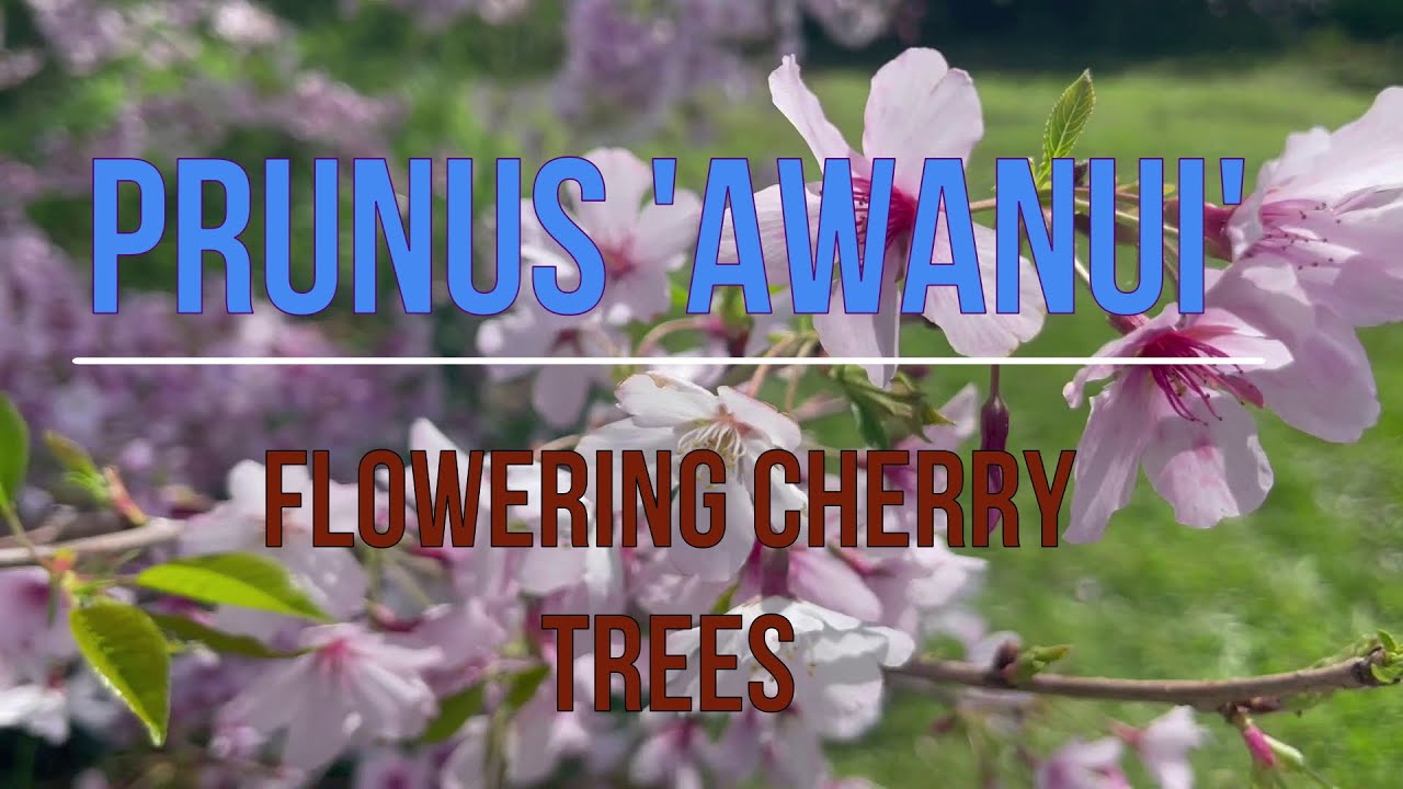 Prunus Awanui and Flowering Cherry trees that I use.