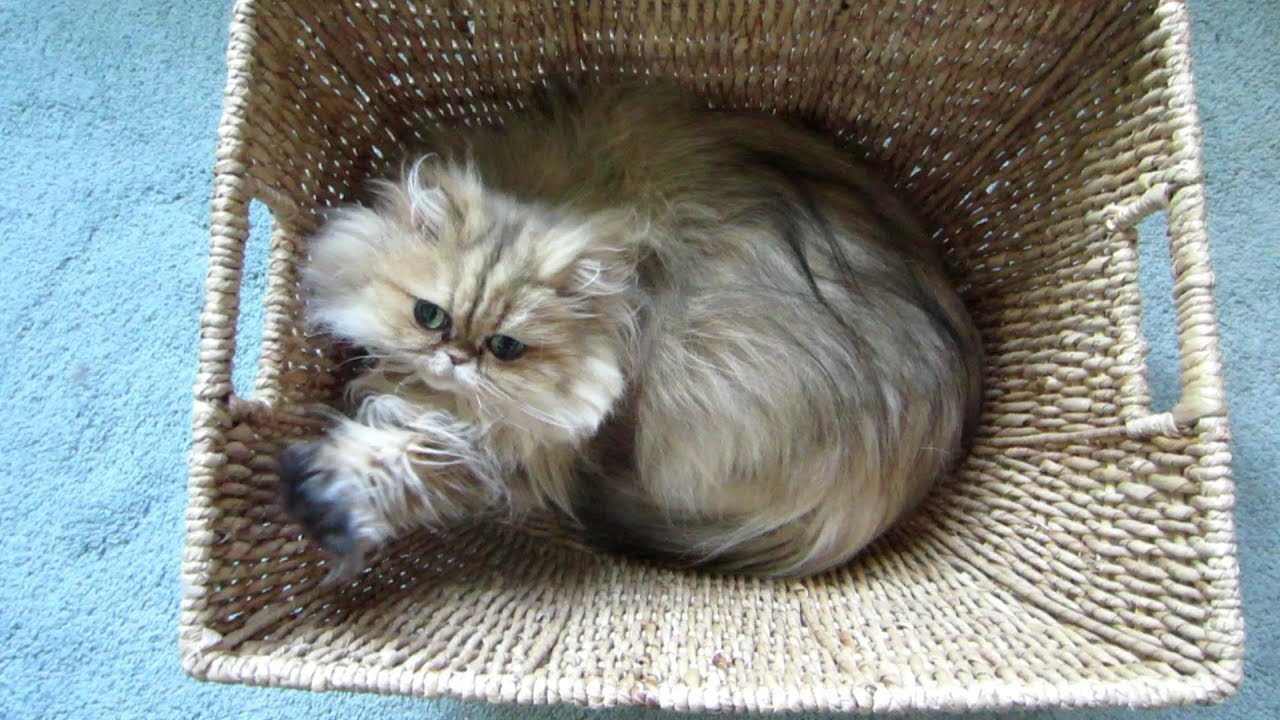 13 01 03 How do we know our cats are happy?