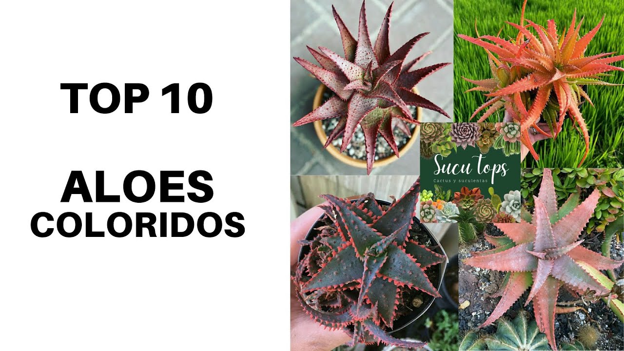 TOP 10 ALOES COLORIDOS