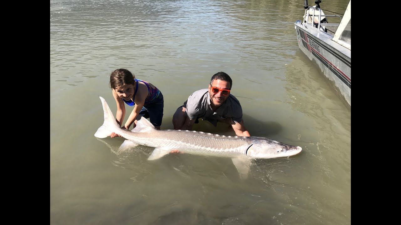 CATCHING MONSTER STURGEON ON THE FRASER RIVER!!!