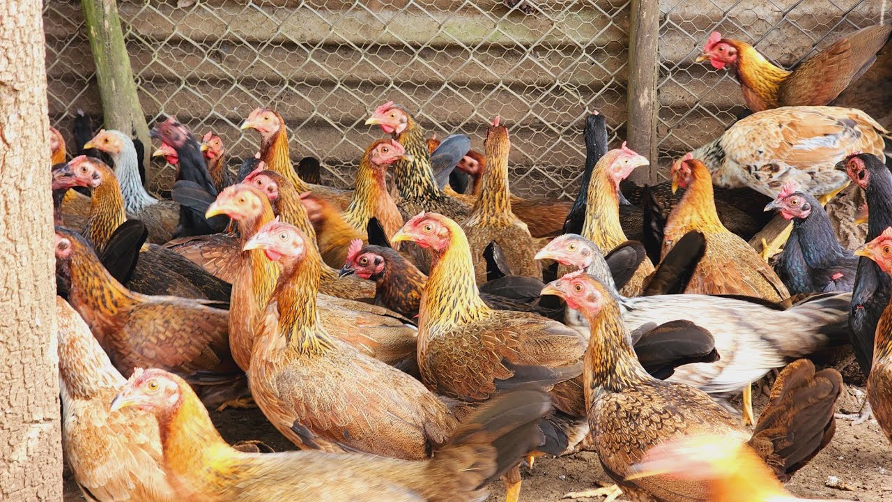 Gallinas de donde Bienvenido Rodriguez para que elijas la de tu gusto
