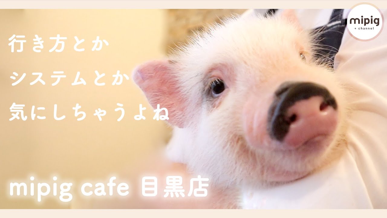 【 目黒店のご紹介 】マイクロ ブタ カフェ- mipig cafe -【 動物 カフェ 東京  ぶた 】