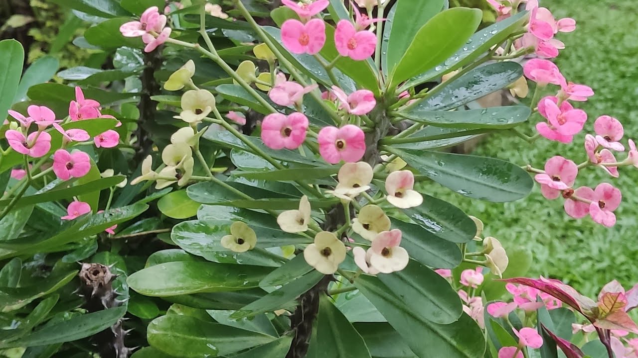 ගංවතුරට මගේ Garden එක ඉවරයි 😭😩😫 #gardens#flowergarden#gardenideas#flowers