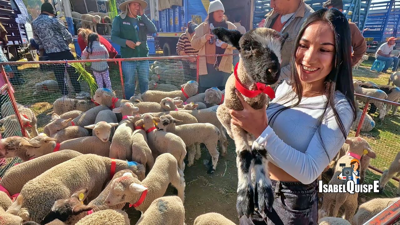 Feria Ganadera Iscos Chupaca - Huancayo Perú | Isabel Quispe