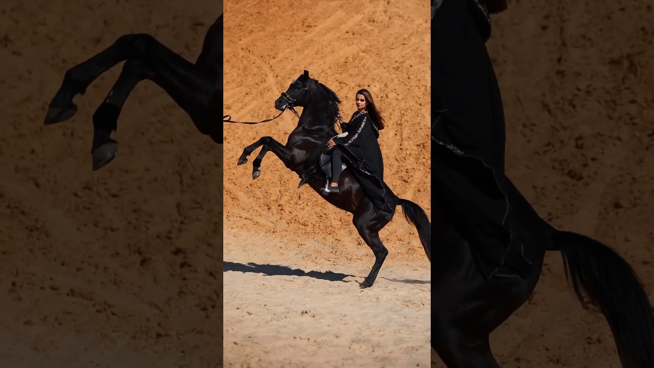 Black Arabian Horse 