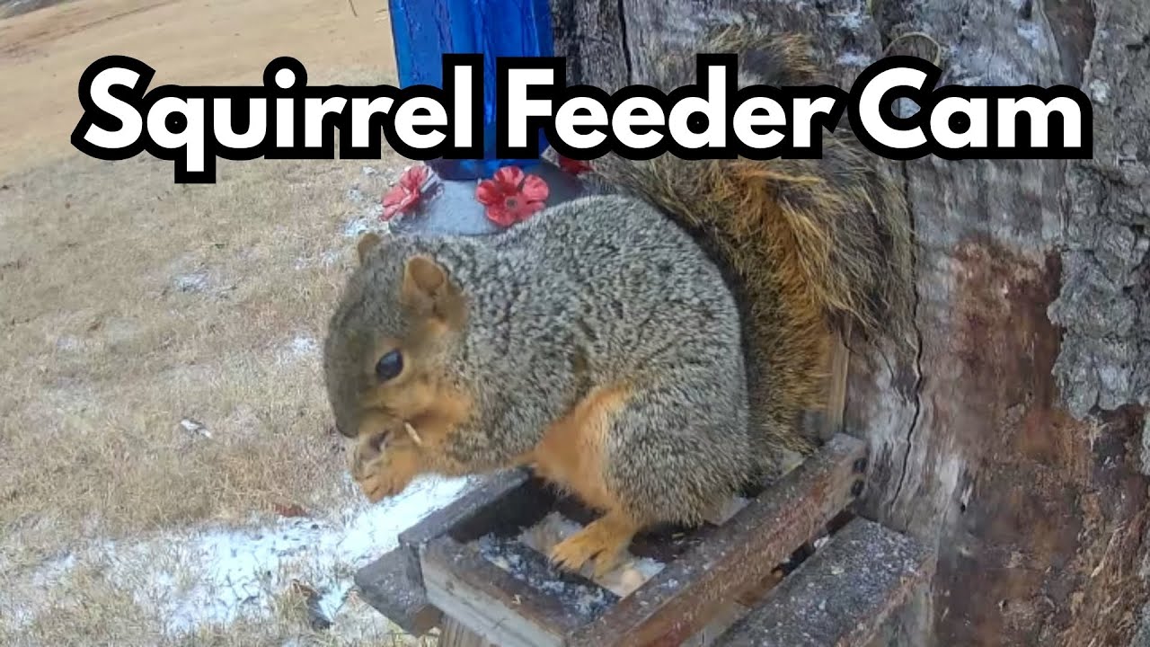 Relaxing Backyard Squirrels 🐿️ | Squirrel Feeder Camera Highlights