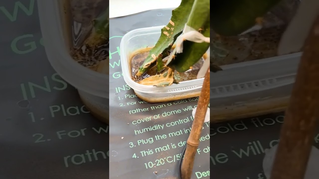Using a Heat Pad to ROOT your Dragon Fruit