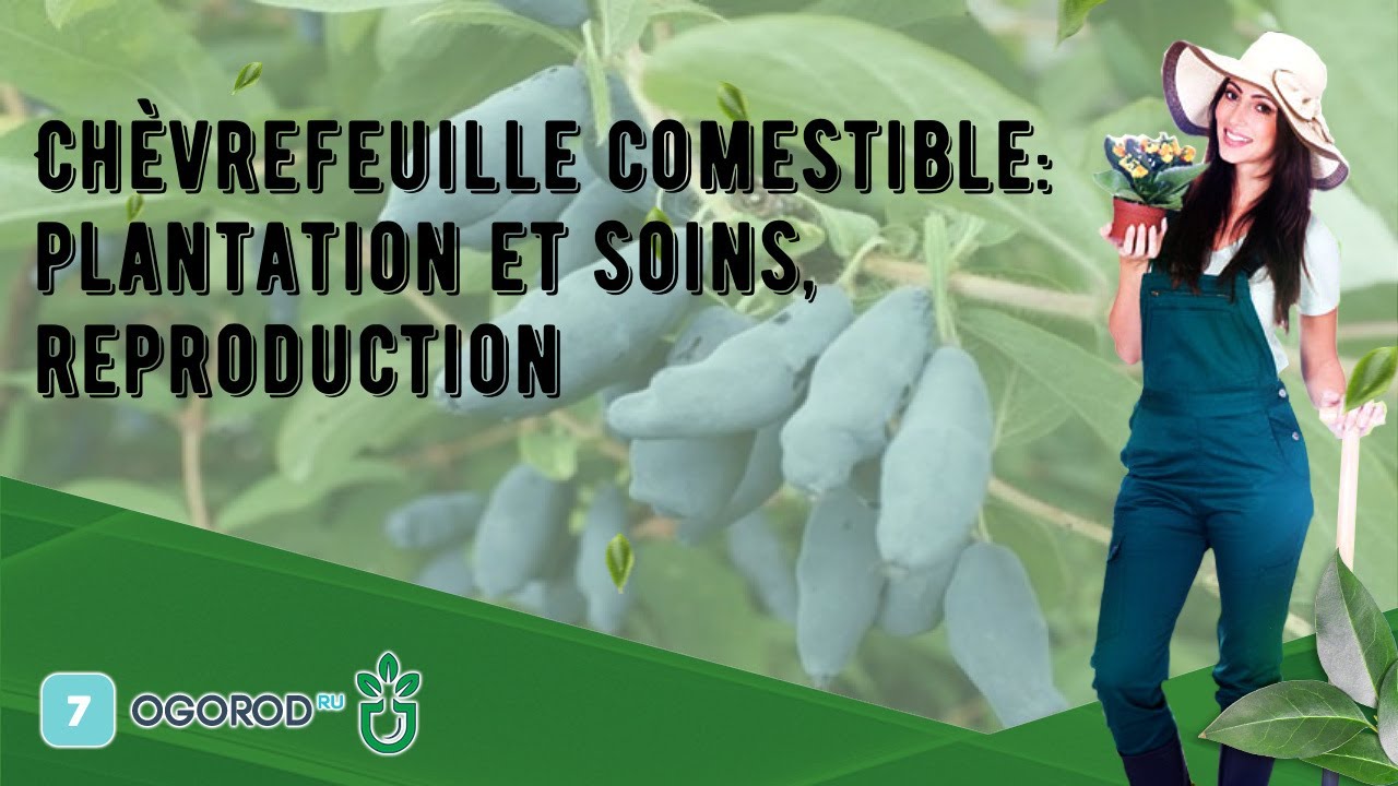 Chèvrefeuille comestible: plantation et soins, reproduction
