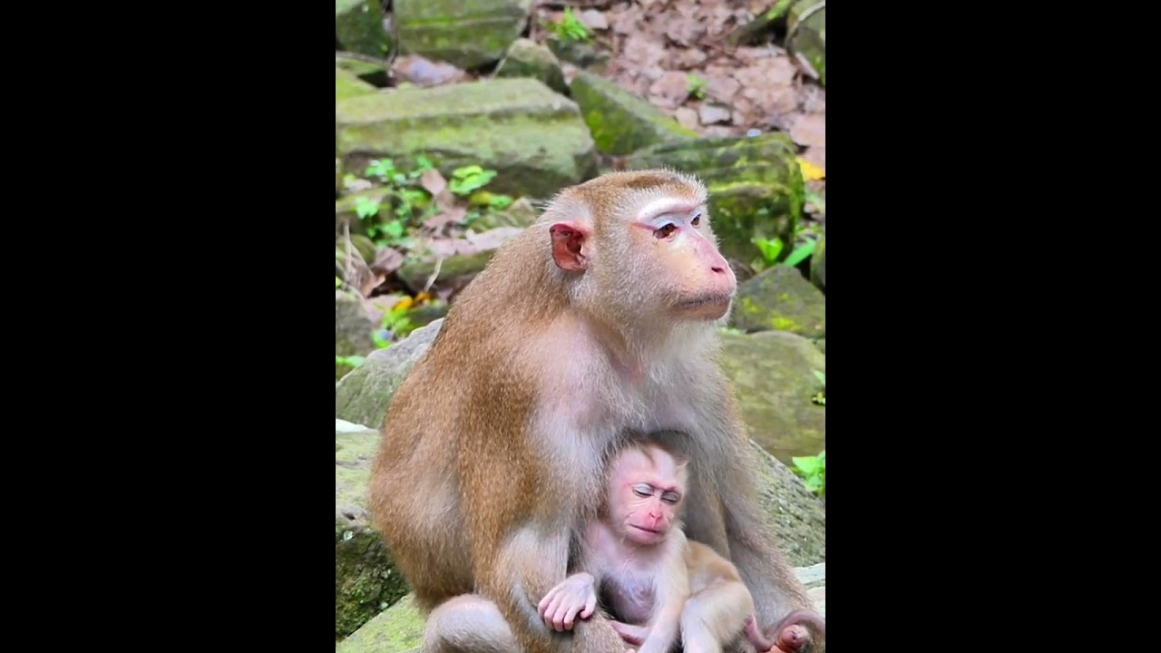 Sep-09-25 Monkey Discovery Newborn, Baby , abandoned monkey 006 
