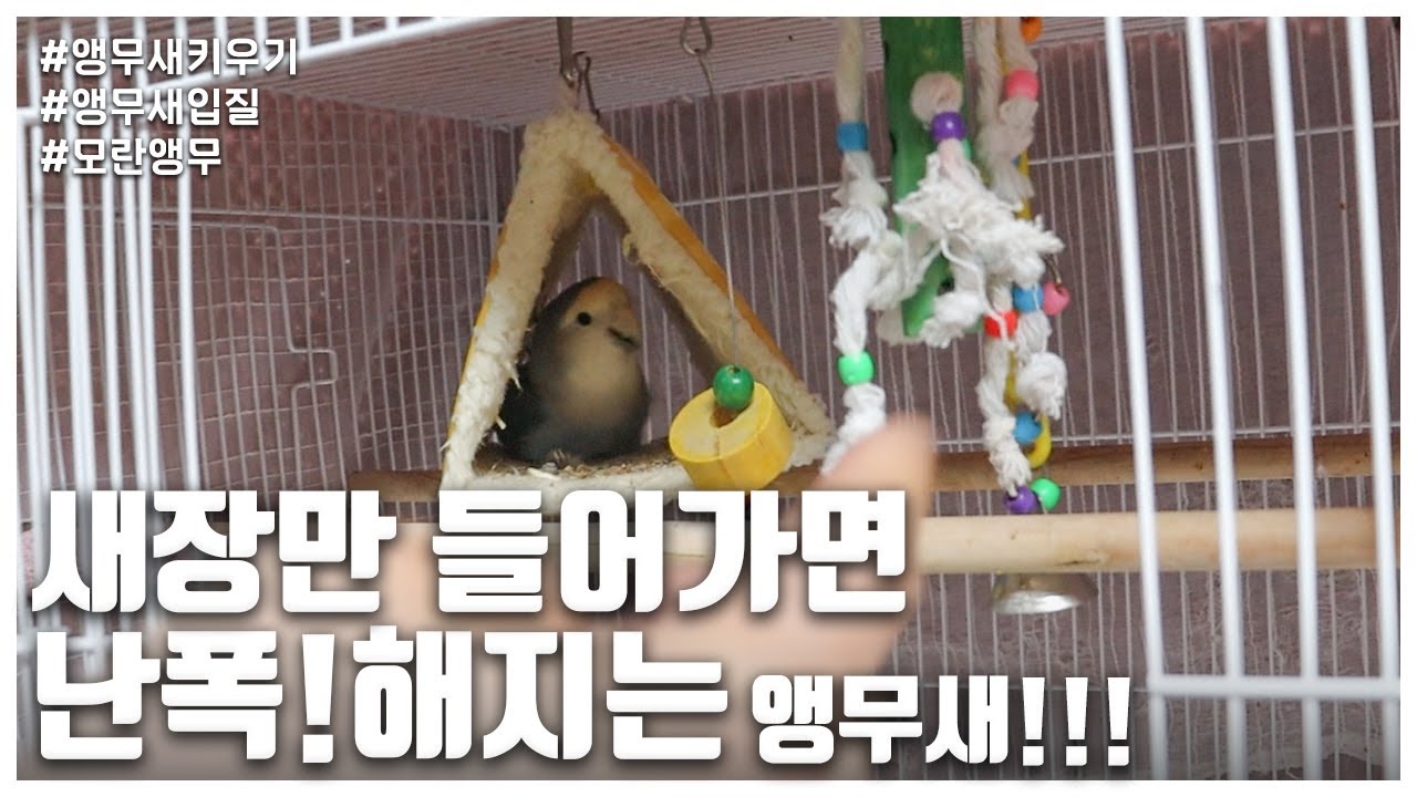 [리프승수가 간다!] 새장만 들어가면 난폭!해지는 앵무새!!! (lip seung soo)