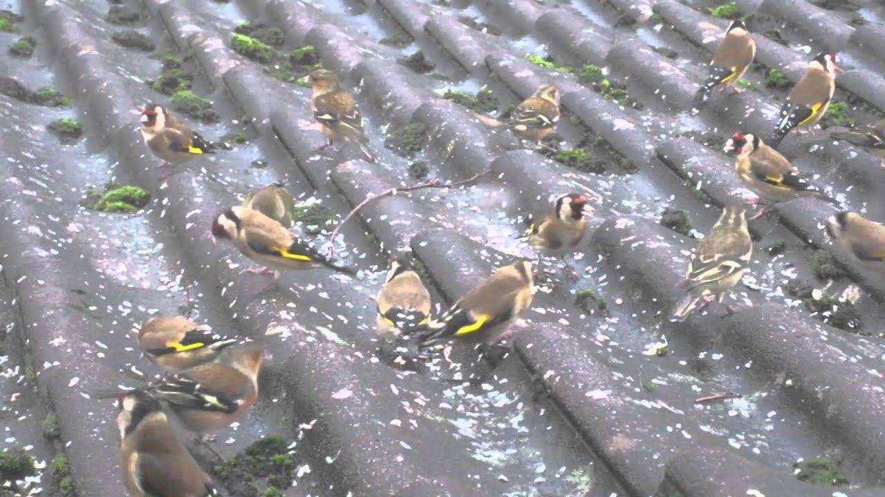 mixed finches