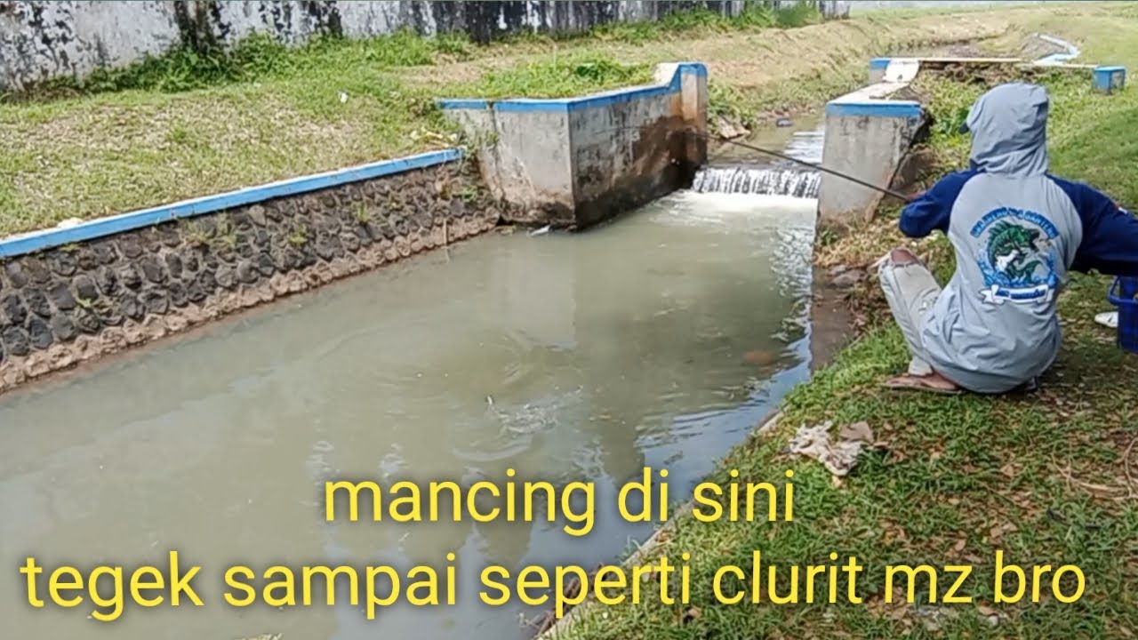 mancing di sungai kecil ini wader nya besar, pokoknya full strike