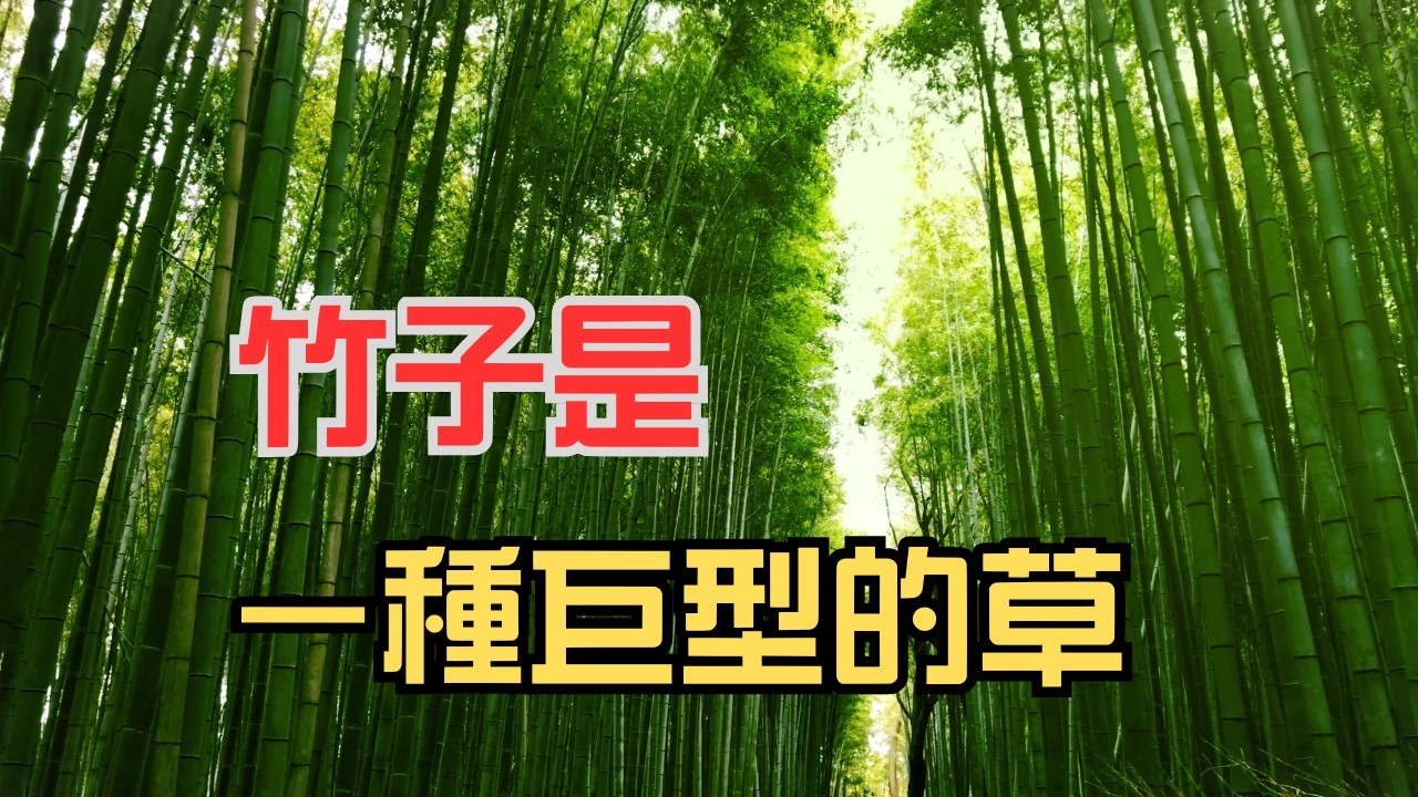 竹子是一種巨型的草