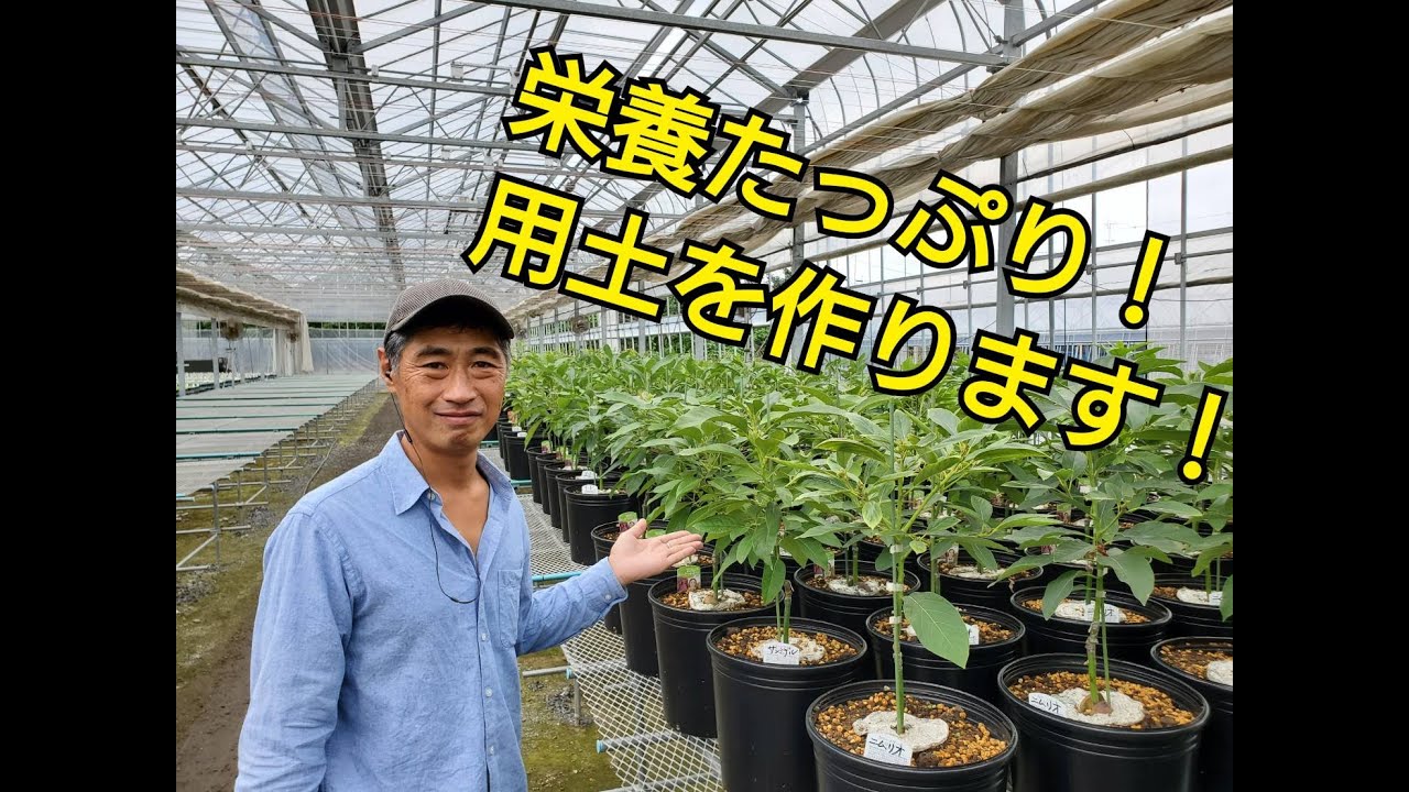 アボカドの植え替えをご紹介！！