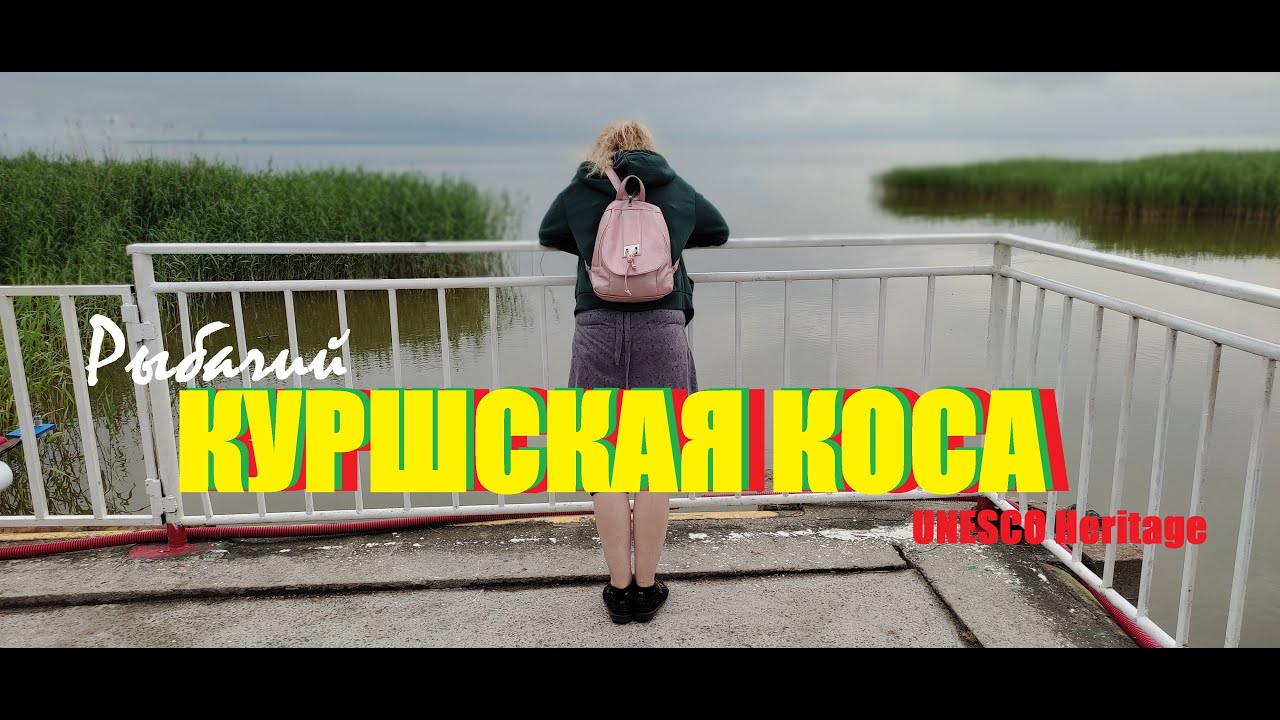 КУРШСКАЯ КОСА.ВЛОГ 3й🫎ЗЕЛЕНОГРАДСК.Высота Мюллера,озеро Чайка, ТРАКТИР, пляж в Рыбачем,косули,цапля.