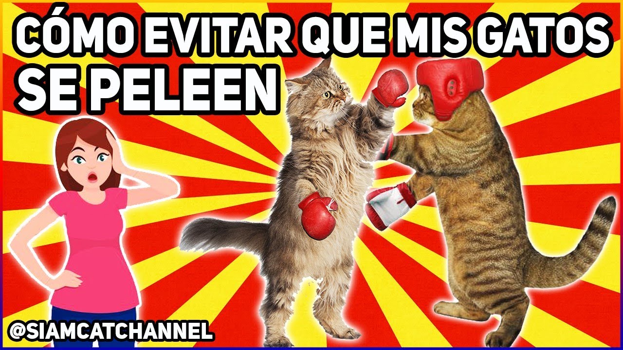 CÓMO EVITAR QUE MIS GATOS SE PELEEN - SiamCatChannel