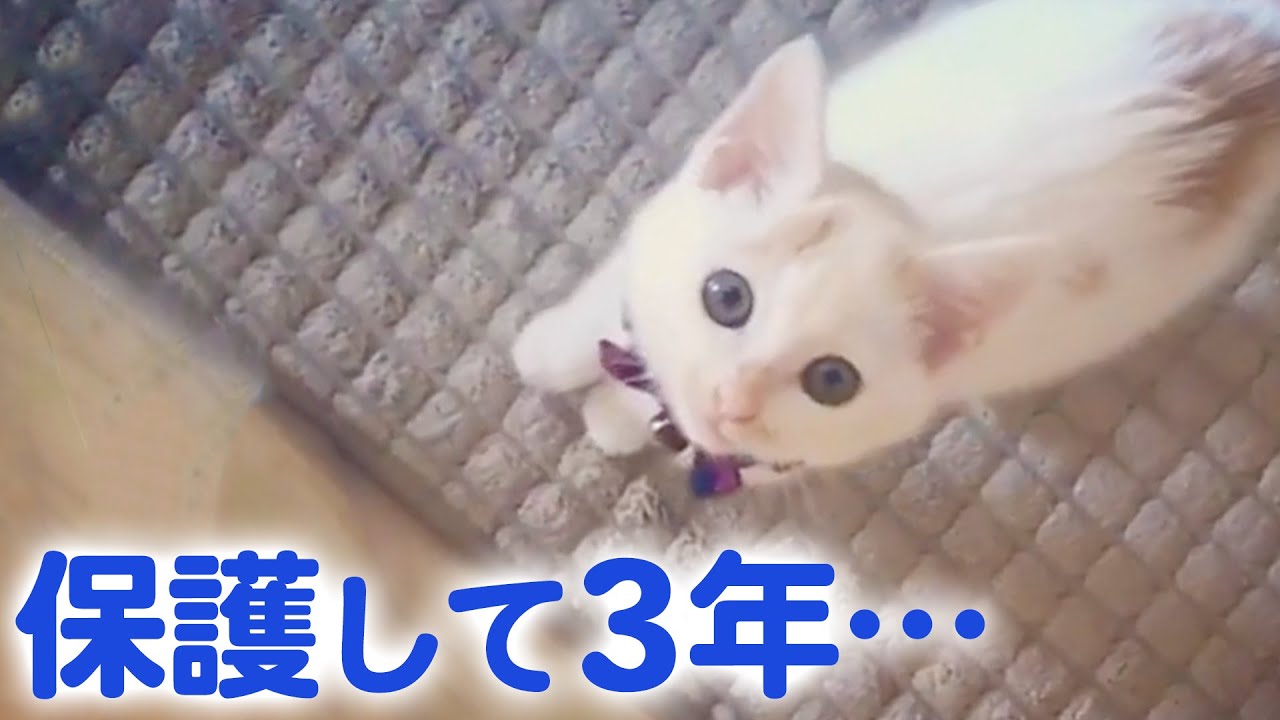 小さかった保護猫は大きく成長して、「お姉さん」になりました…♡