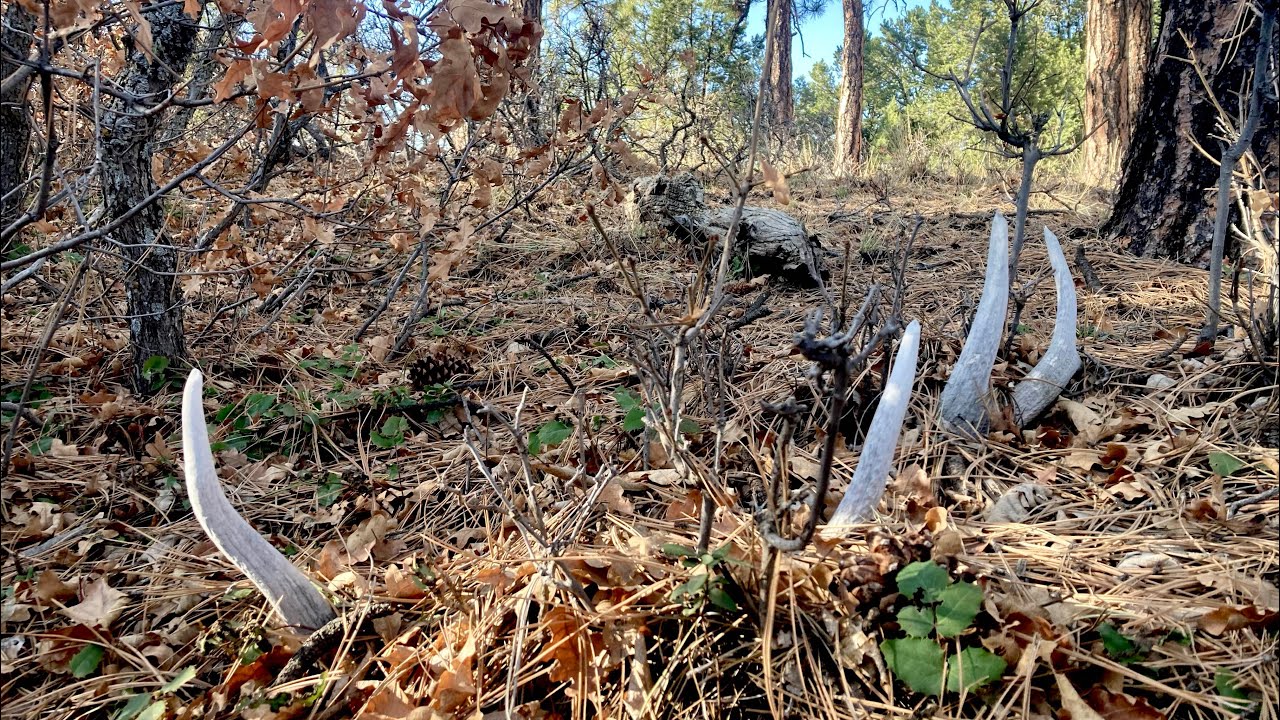 SHED ANTLER HUNT New Mexico trip 2 pt 2