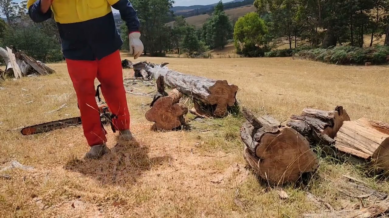 #132 Running another tank through the G388 while cutting an old Wattle tree 🌳 at  Log Dump No1 