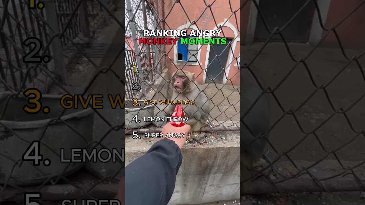 The TOP 5 Angry Monkey Moments that Will Leave You SPEECHLESS