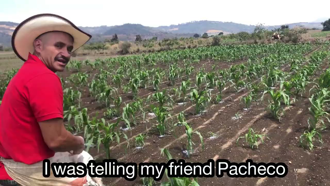 Working with Fidel - Time to Fertilize the Corn! - Our Journey in Mexico After Deportation