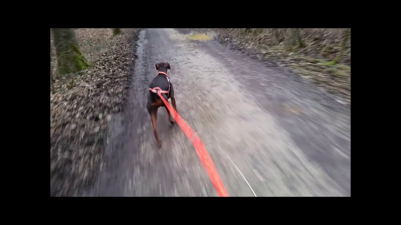 Ambers Welt: Zughundesport mit dem Fahrrad. Bikejöring.