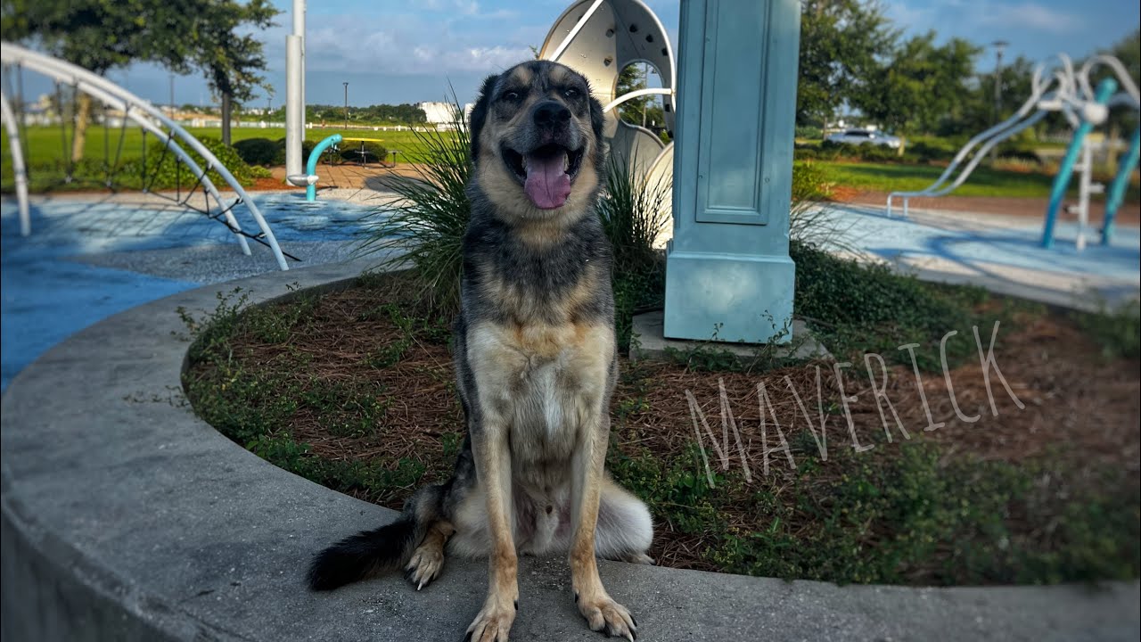 3yo Australian Shepherd/ German Shepherd Mix (Maverick) Urban K9 - Best Dog Trainers in Florida
