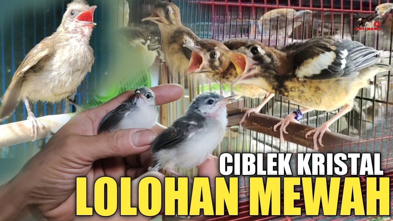 BURUNG LOLOHAN ! CIBLEK KRISTAL LOLOHAN, PALING MEWAH HARGA TERJANGKAU DI PASAR BURUNG PRAMUKA
