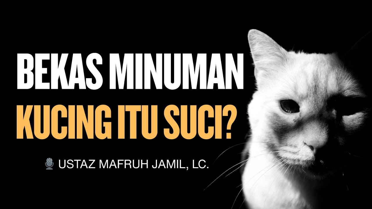 BEKAS MINUMAN KUCING ITU SUCI?