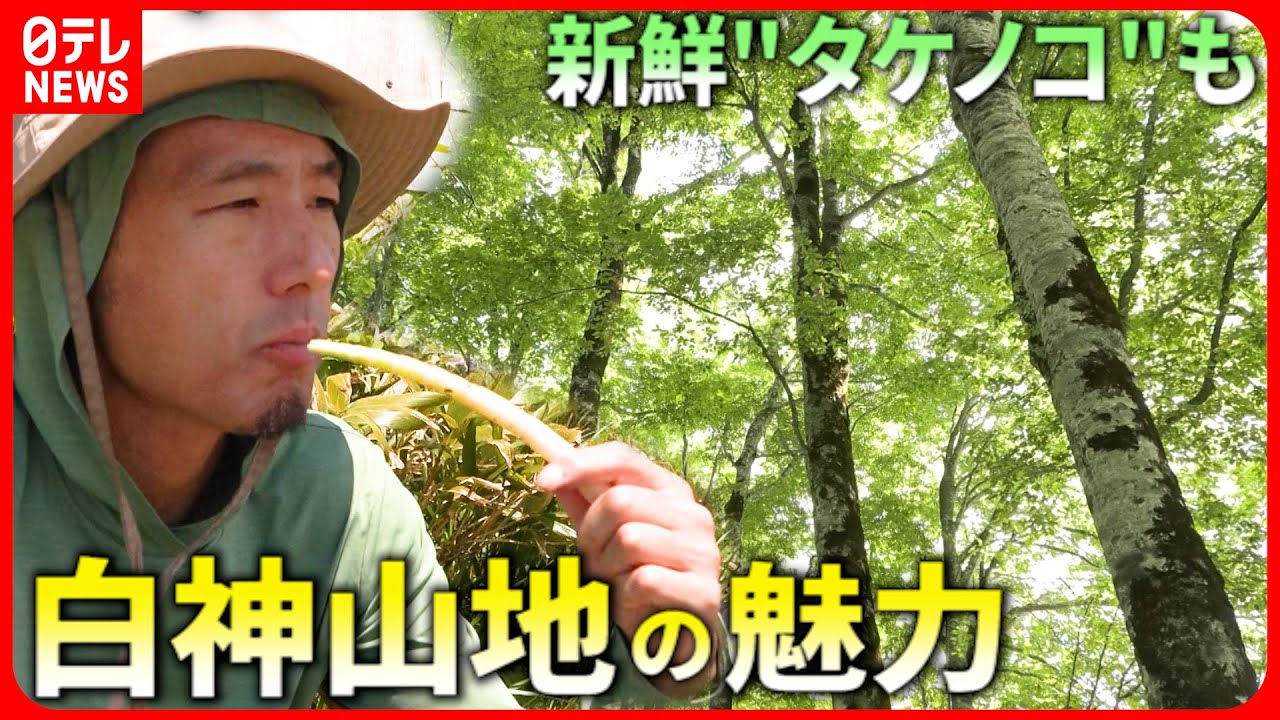 【白神山地】ウマい筍に湿原の絶景！屋久島ガイドが見た