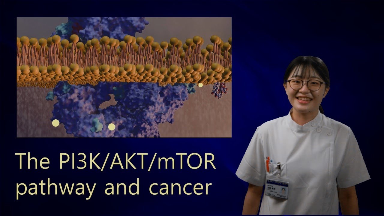 Medical Students Explain: The PI3K/AKT/mTOR Pathway and Cancer