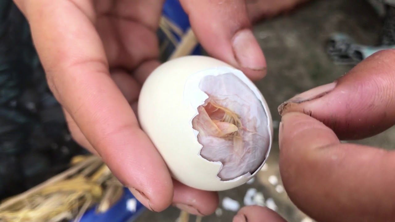 DESI MURGI Harvesting Eggs to 