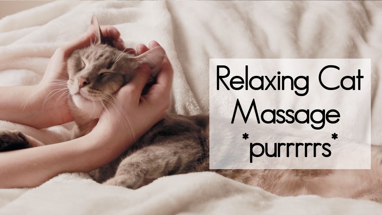 *Pure Purring* Relaxing Cat Massage
