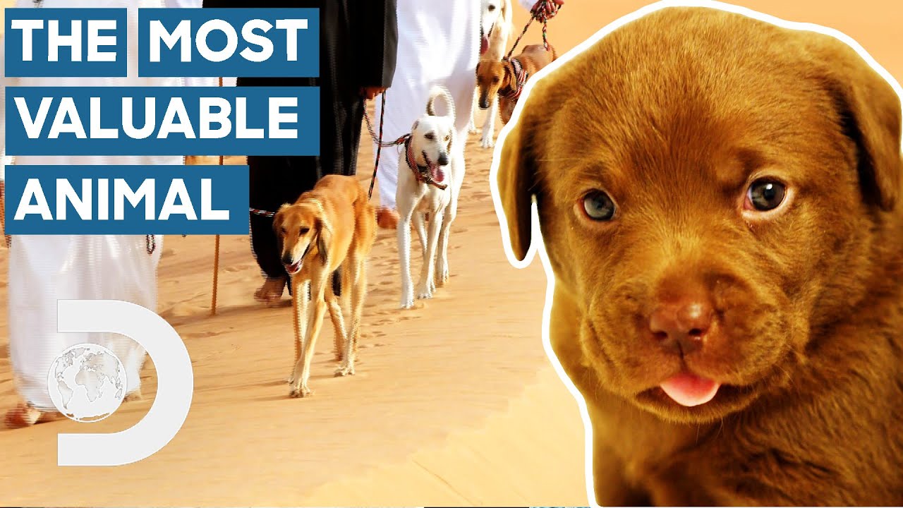 How Dogs Became Our Trusted Companions | Dogs: The Untold Story