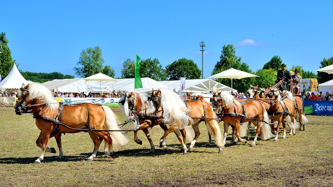 Die Highlights der Tiershow auf der Tarmstedter Ausstellung