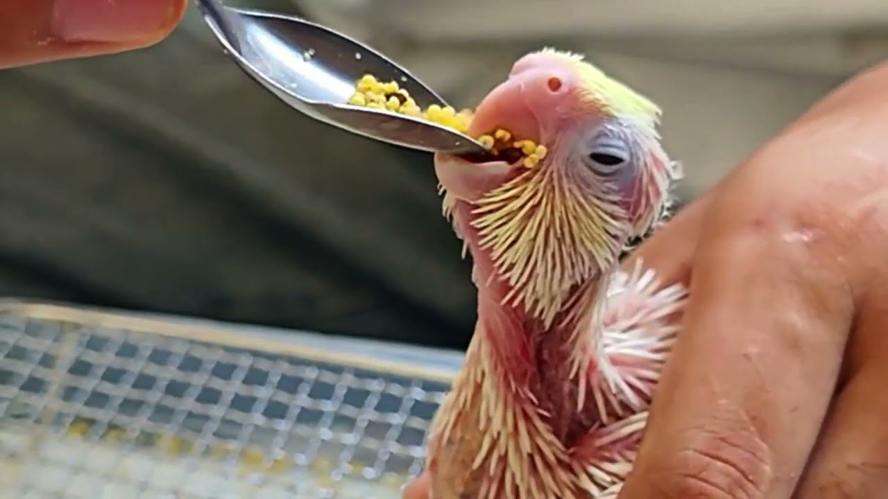 Double Cuteness! Watch My Baby Cockatiels Enjoy Their Soft Food Like Little Angels.