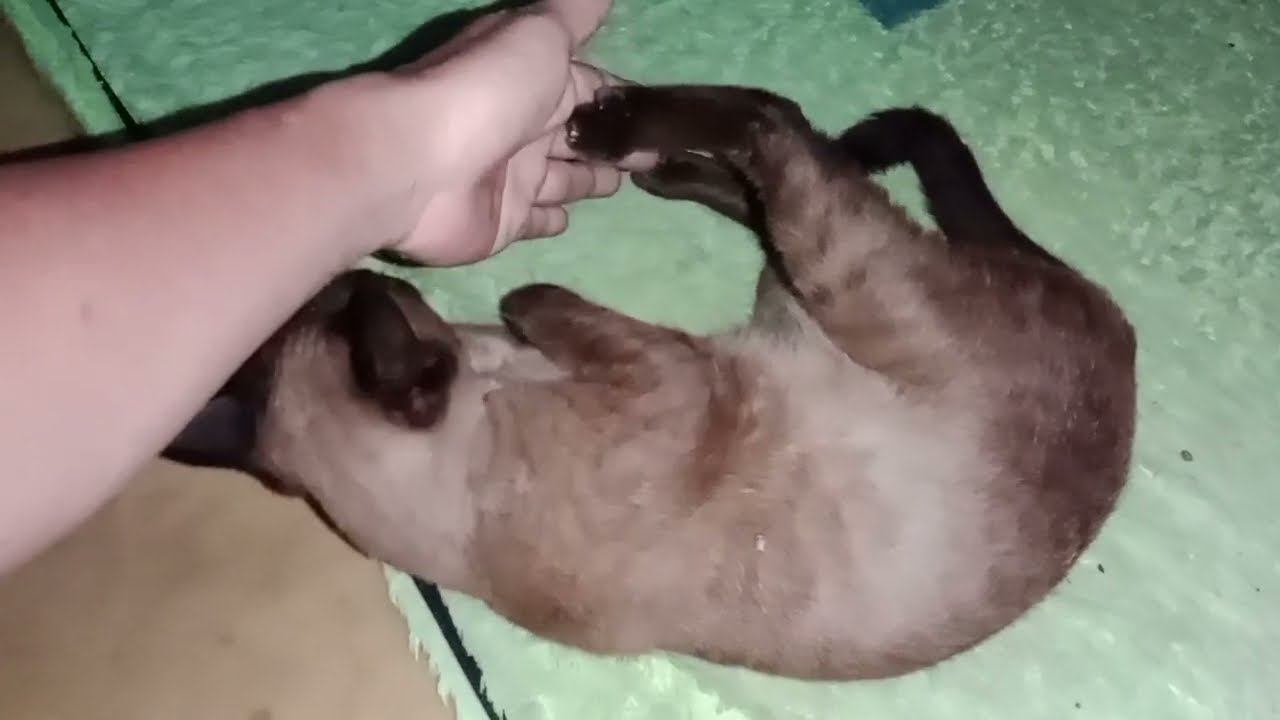 Kelakuan kucing kucing sebelum tidur lucu menggemaskan