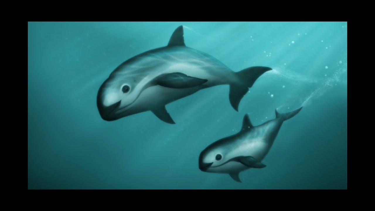 The Final Breath: The Silent Extinction of the Vaquita