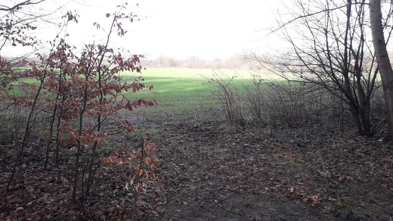 Wentorfer Lohe 05 - Impressionen C