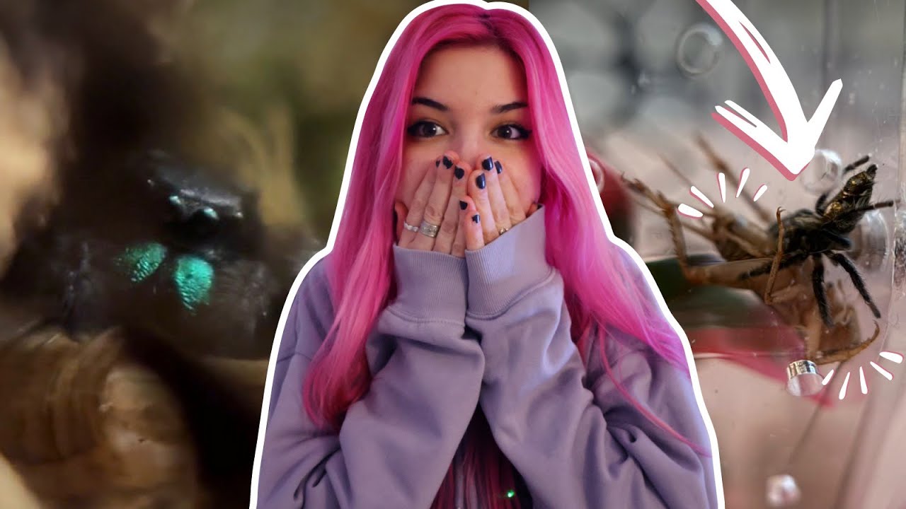 Может ли кормление пауков-скакунов стать ещё более хаотичным?! Ха-ха🕷️🦗