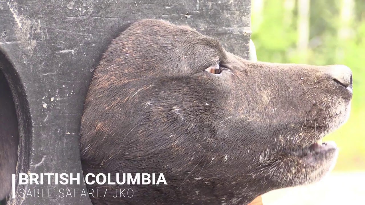 Black Bear hunting 2 - British Columbia