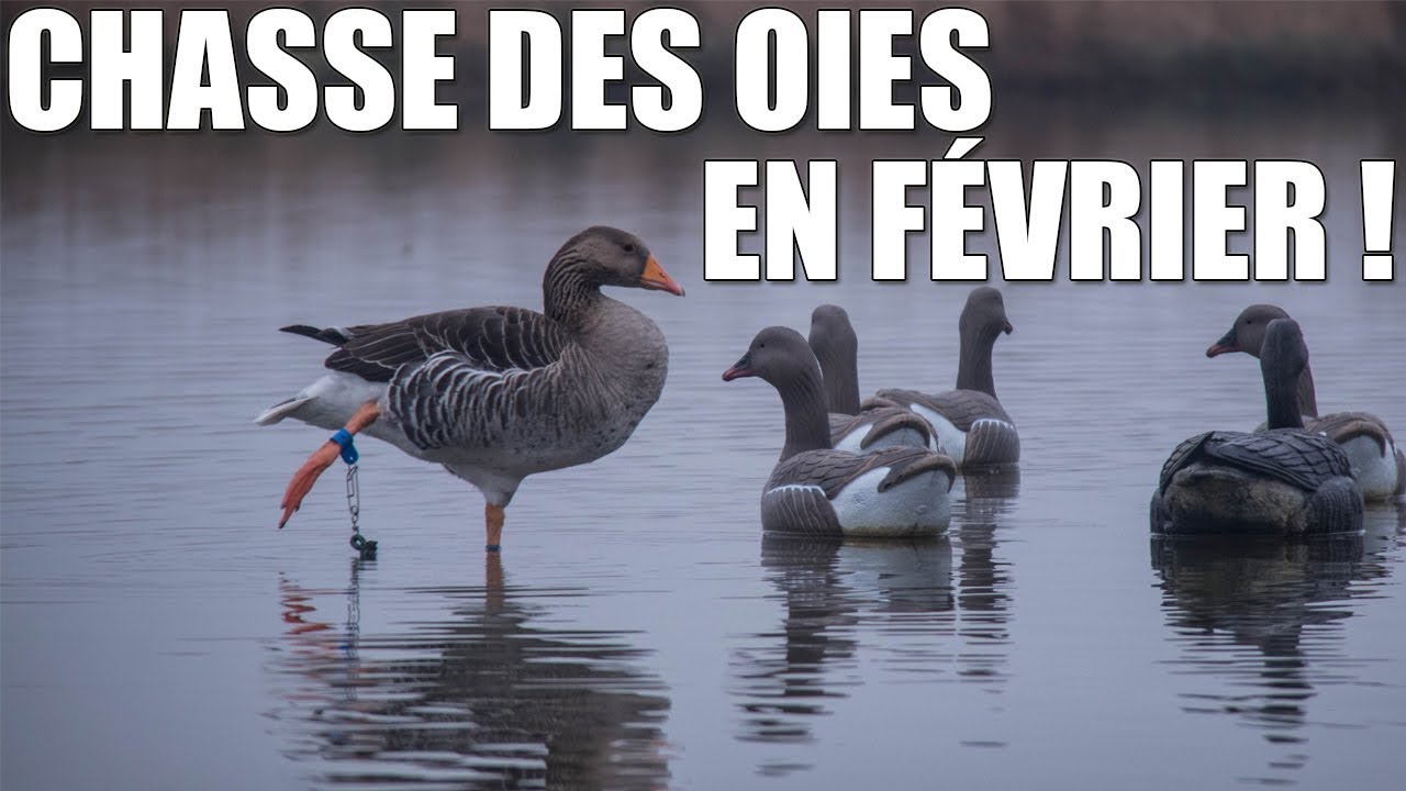 Chasse des Oies en Février ! - Marius Chasse