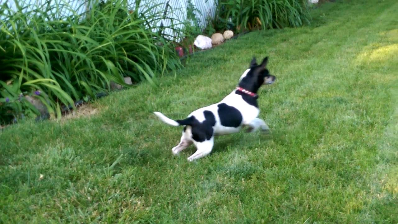Rat terrier hunting